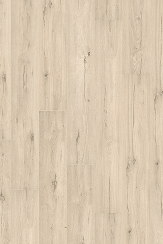 41103786 特洛亞橡木