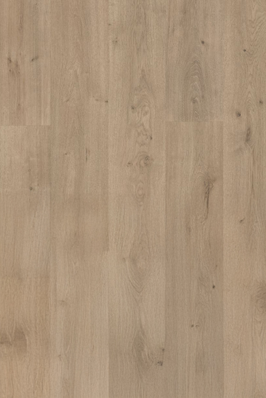 41050545 杉利橡木